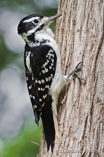 Woodpecker On A Tree_50757.jpg - Hairy Woodpecker (Picoides villosus) photographed near Lindsay, Ontario, Canada.